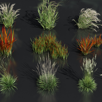  羽毛草芦苇花草su模型 