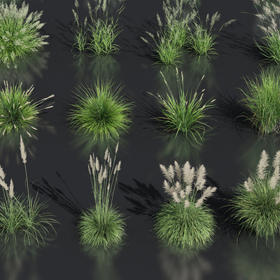  芦苇狗尾草花草su模型 