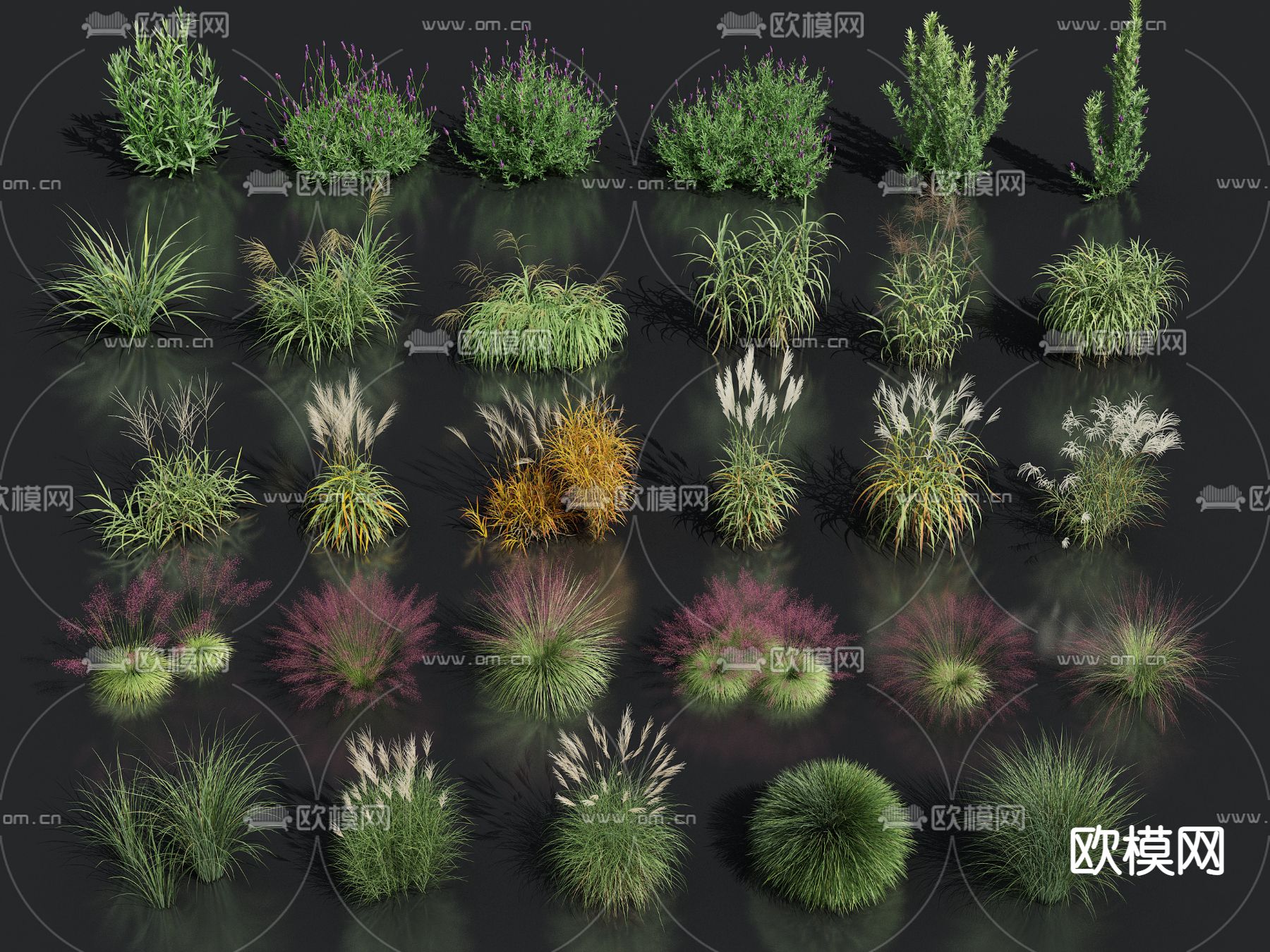 羽毛草芦苇狗尾巴草花草su模型下载（渲染图1）