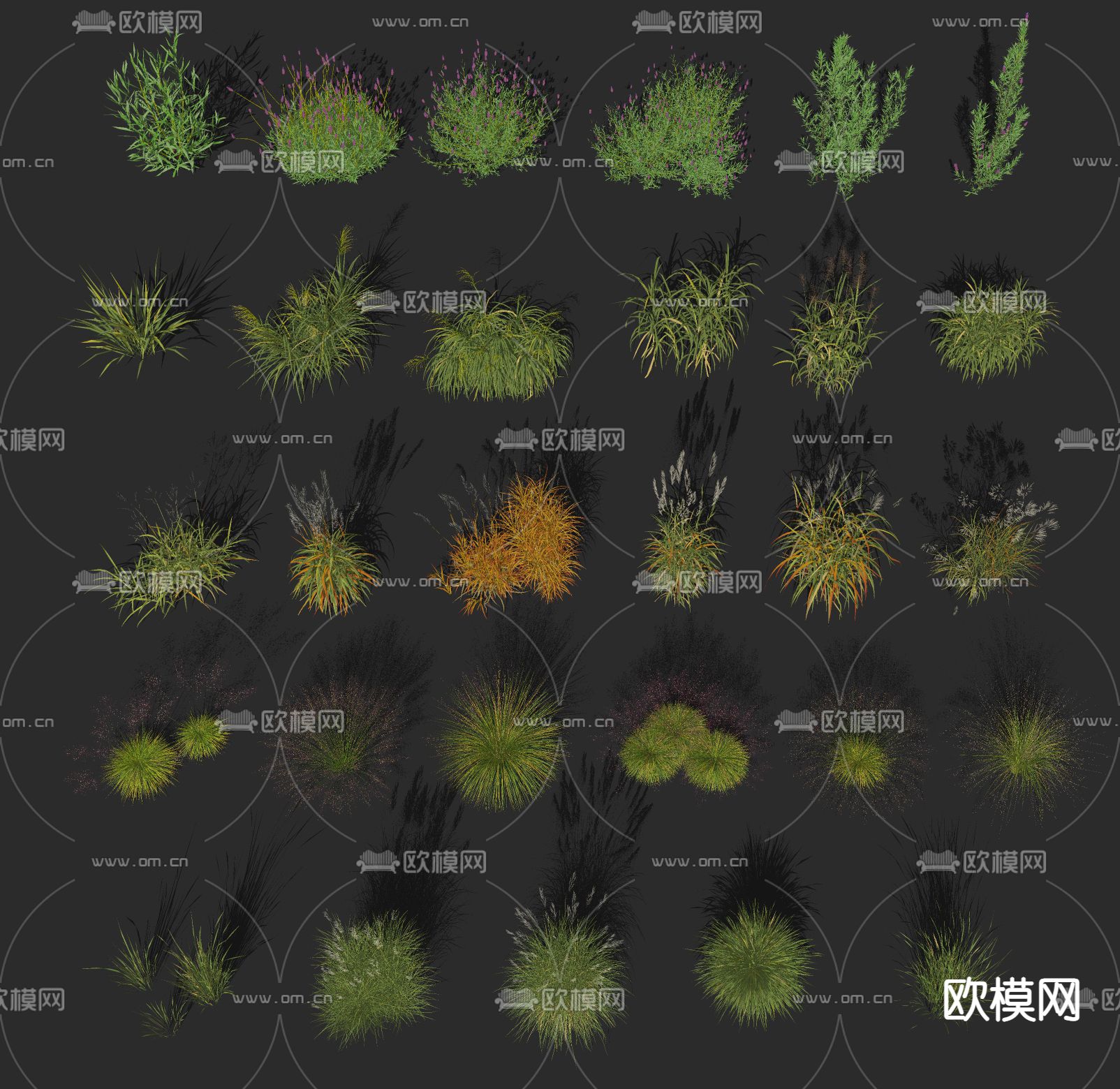 羽毛草芦苇狗尾巴草花草su模型下载（渲染图2）