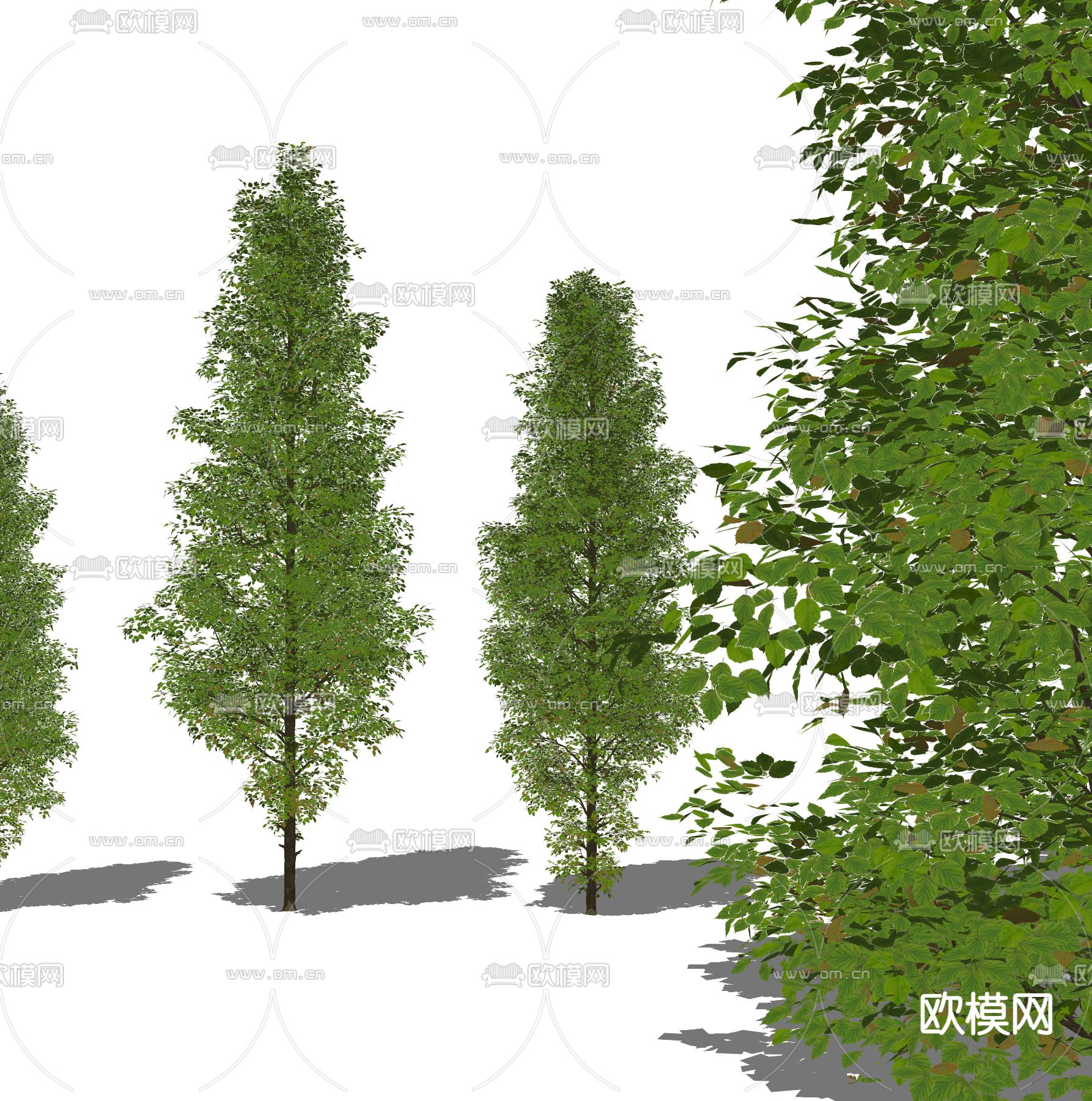 现代乔木 树木su模型下载（渲染图4）