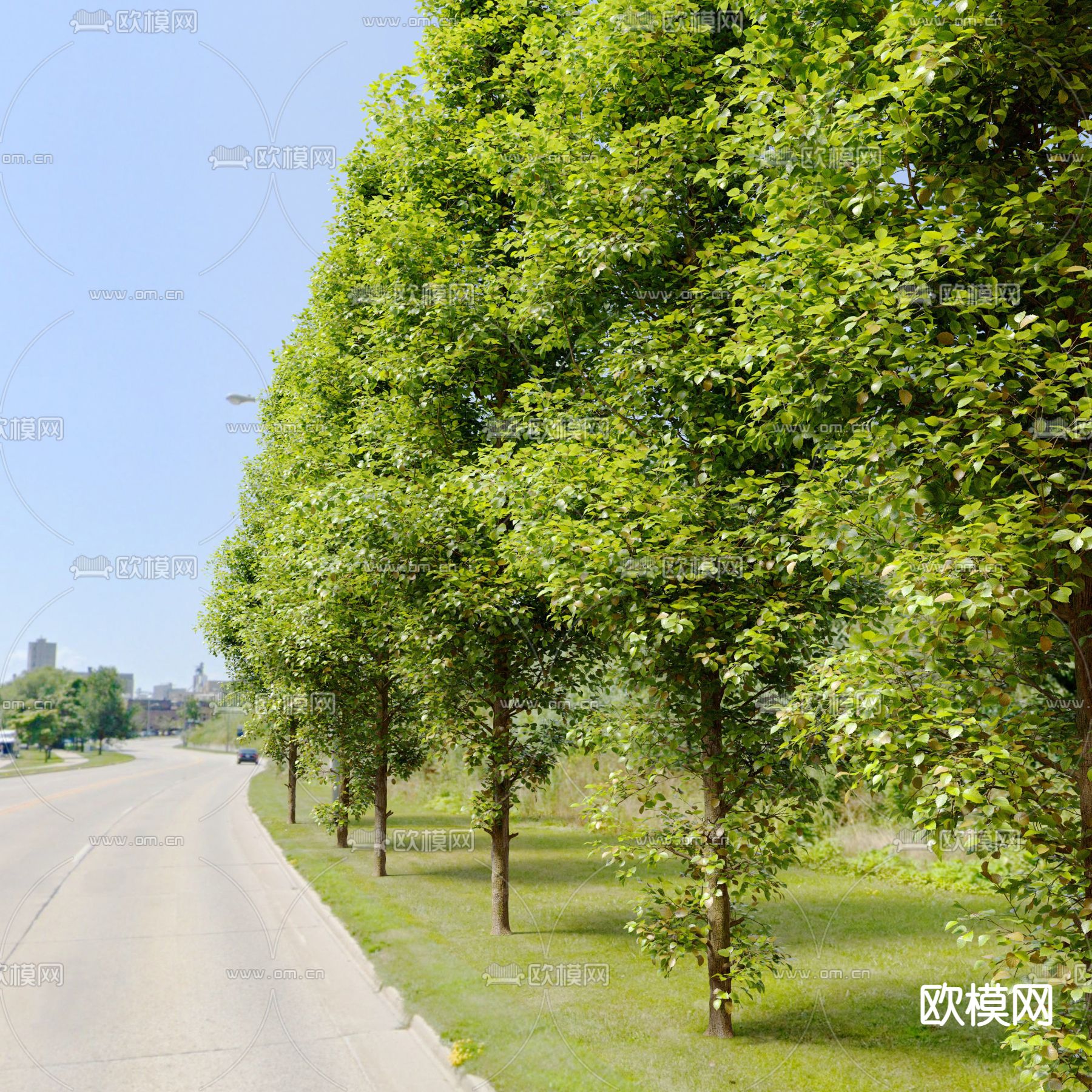 现代乔木 树木su模型下载（渲染图3）