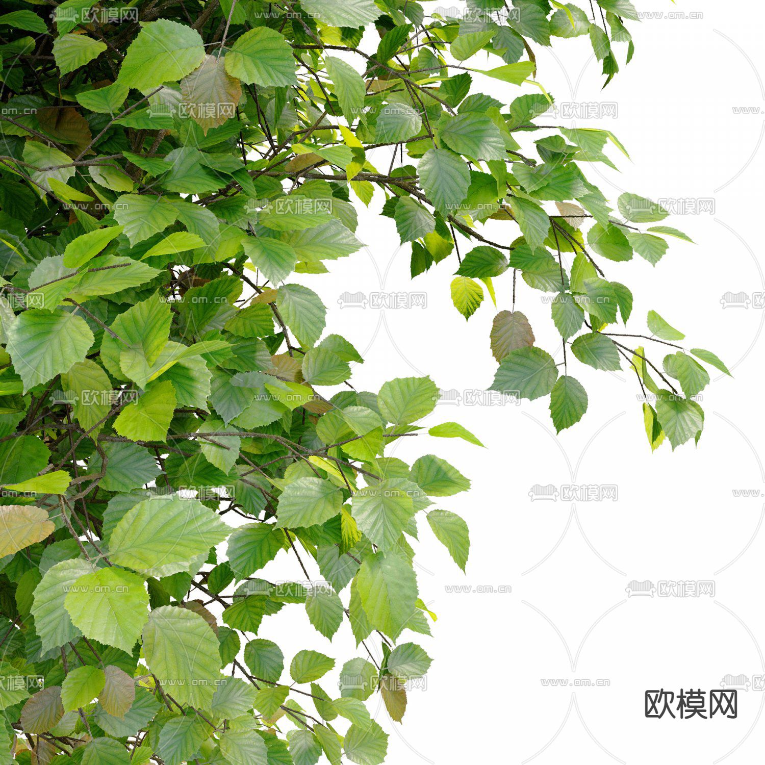 现代乔木 树木su模型下载（渲染图2）