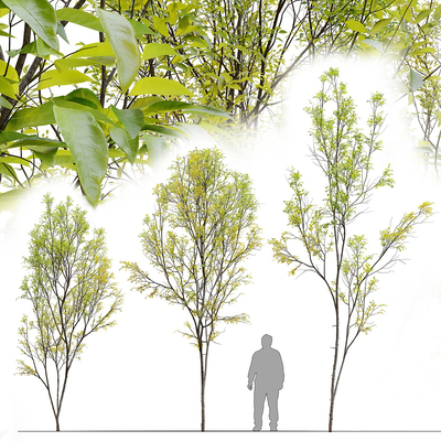 现代景观树su模型