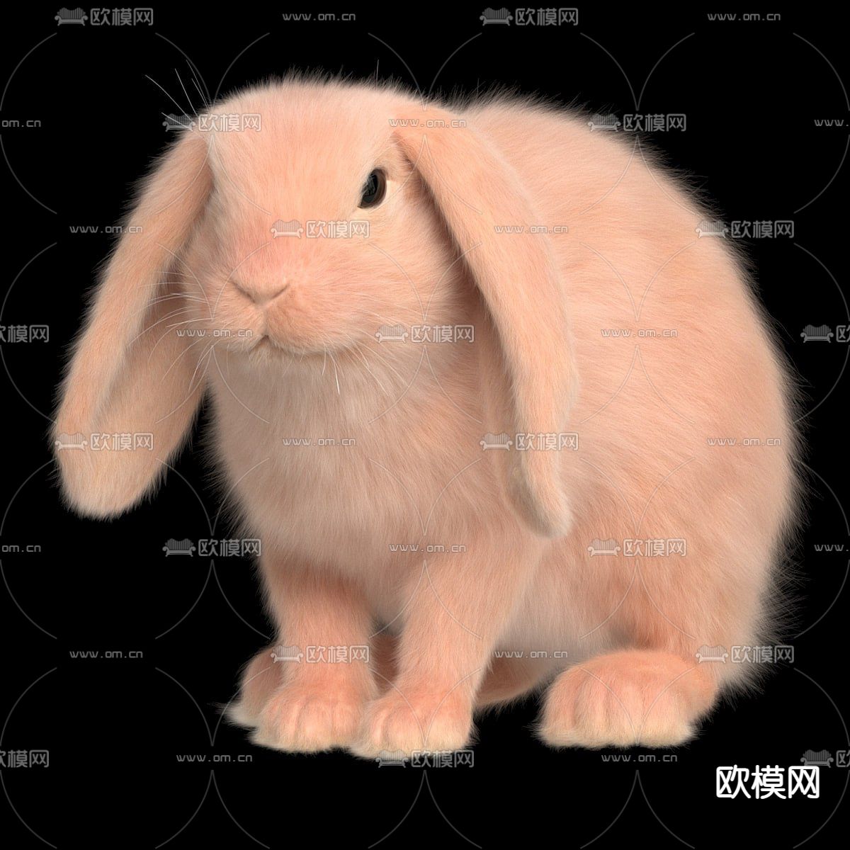 兔子 垂耳兔3d模型下载