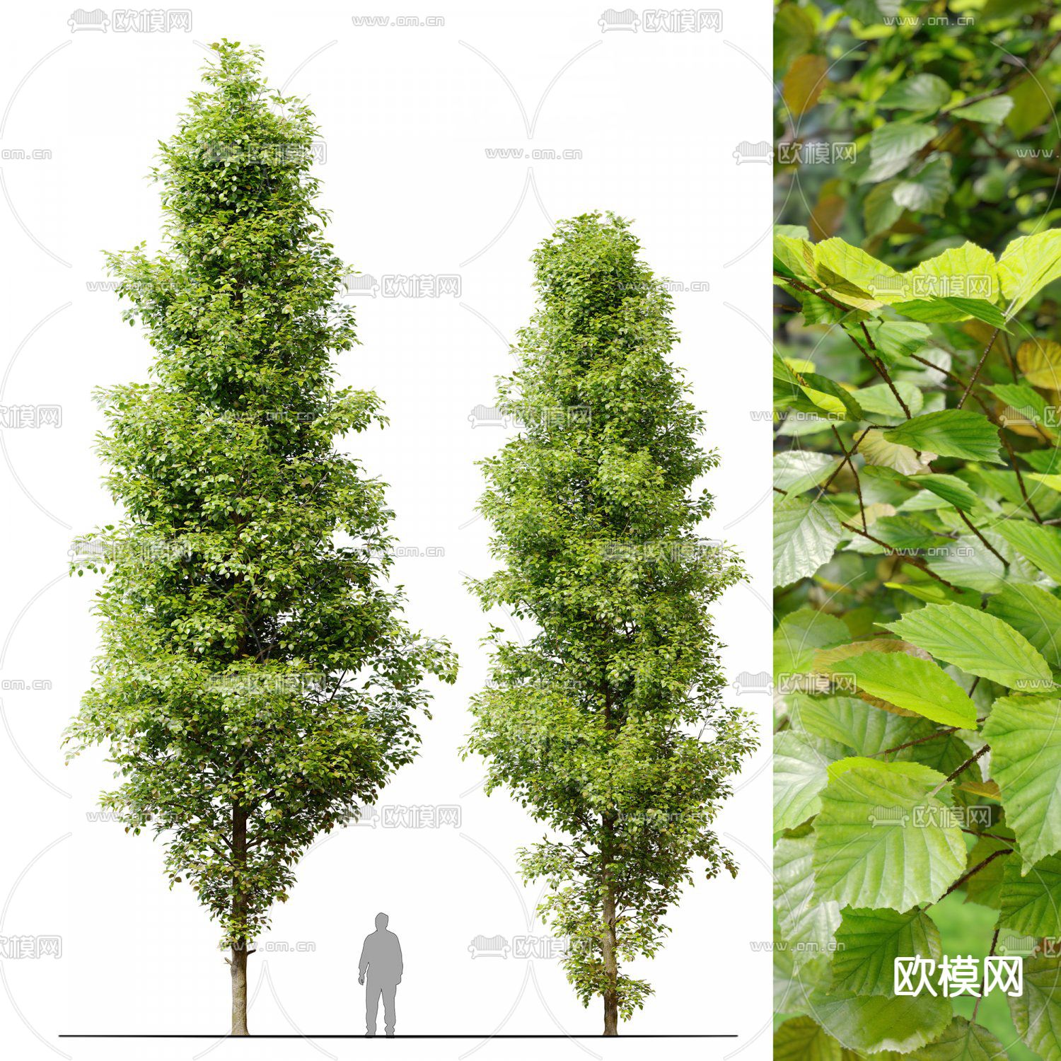 现代乔木 树木su模型下载（渲染图1）