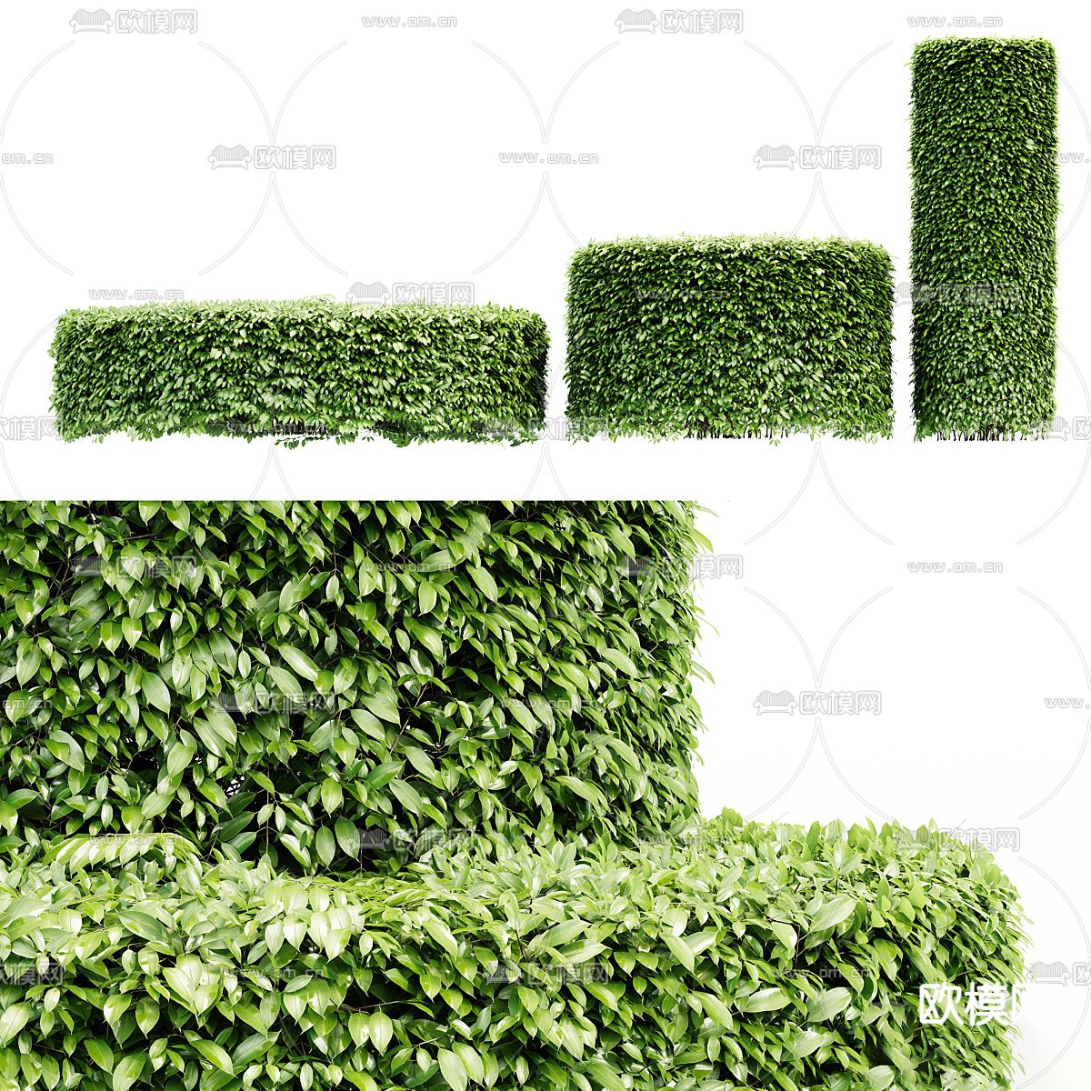 现代灌木su模型下载（渲染图1）