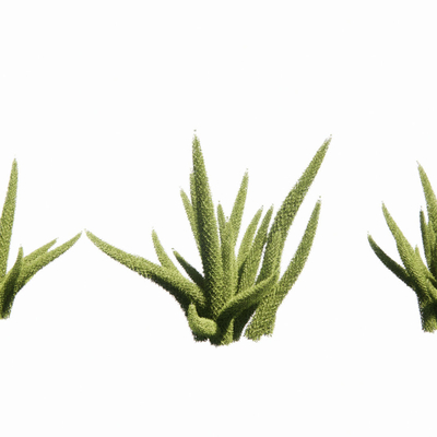  花草 狐尾 天门冬su模型 