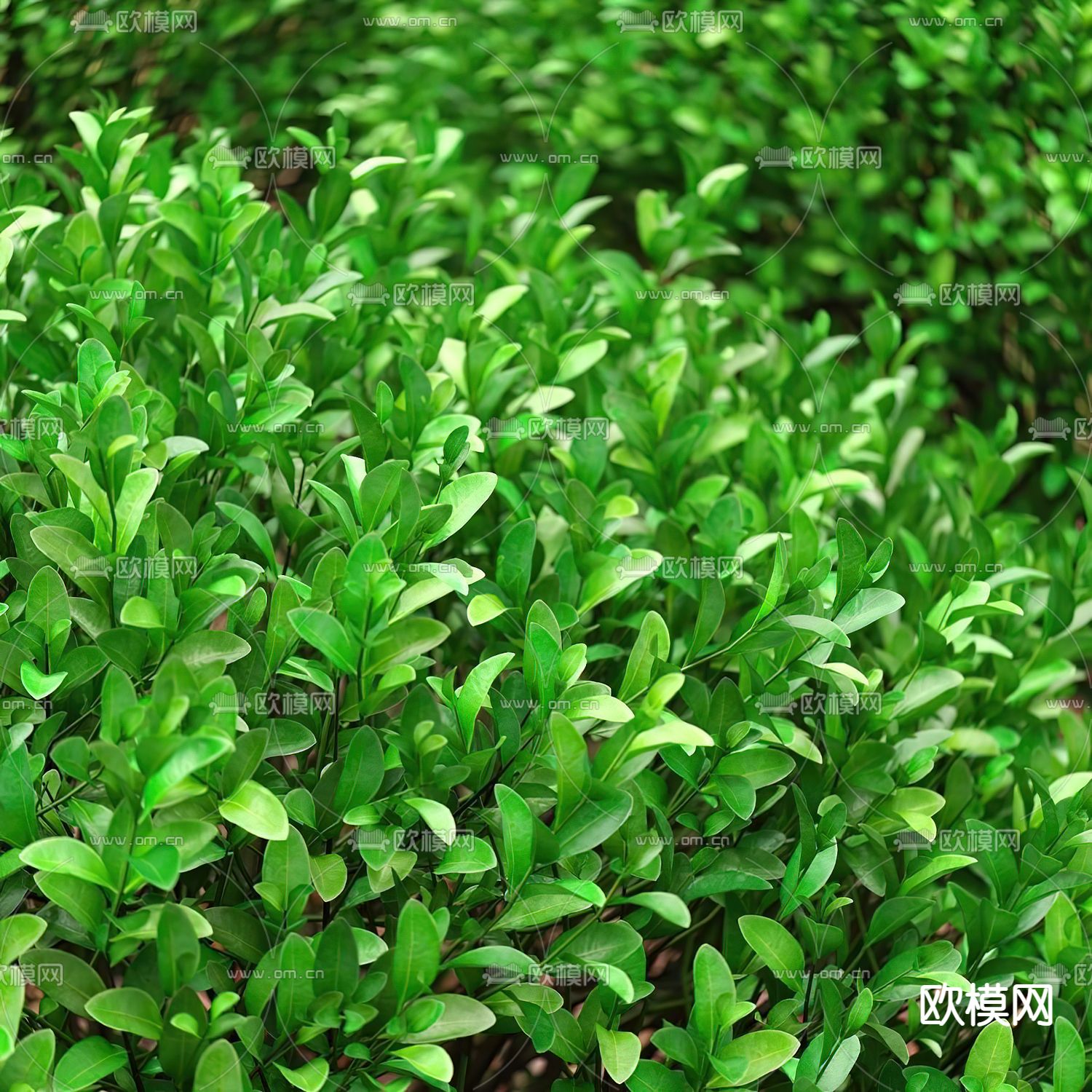 黄杨灌木丛3d模型下载（渲染图2）