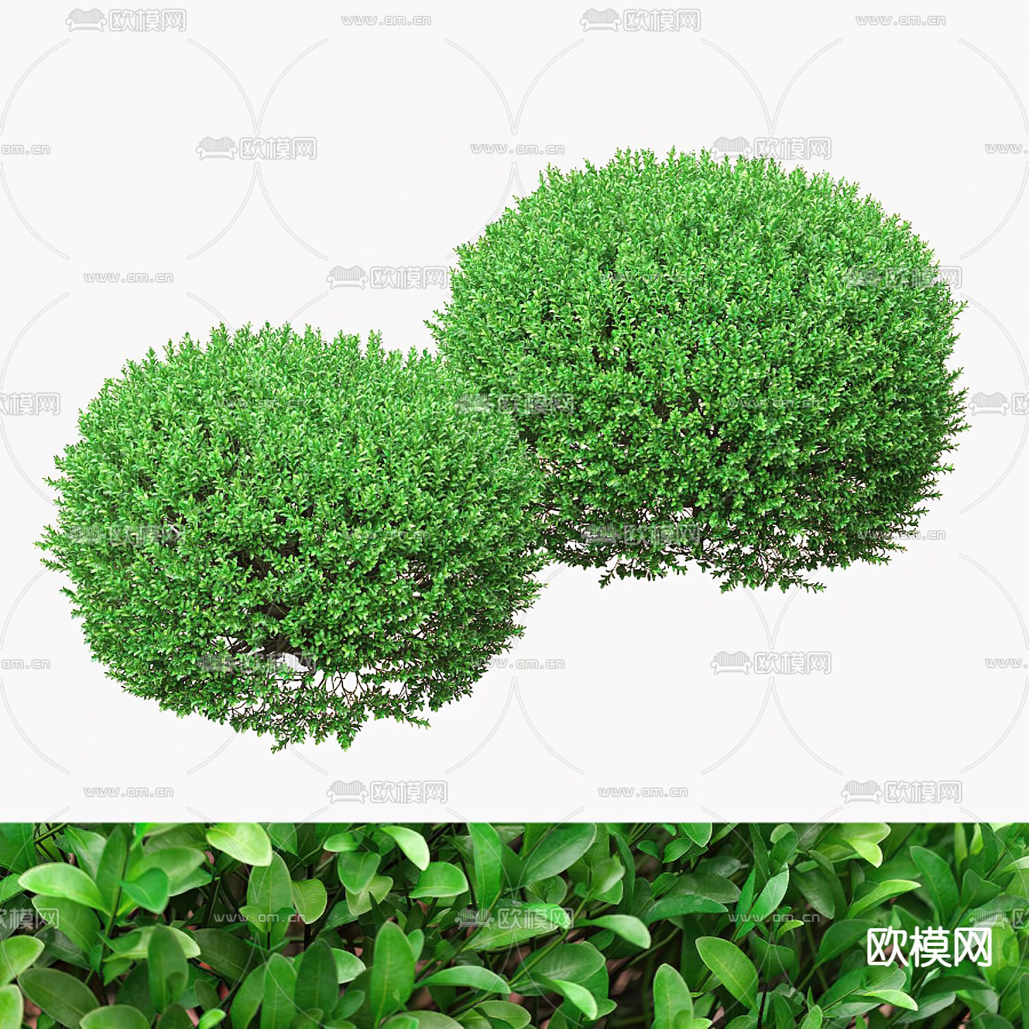 黄杨灌木丛3d模型下载（渲染图1）