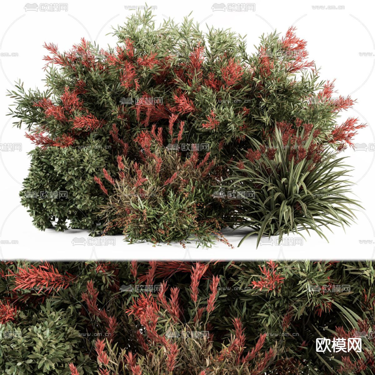 植物 灌木3d模型下载