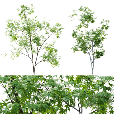  鸡爪槭景观树行道树su模型 