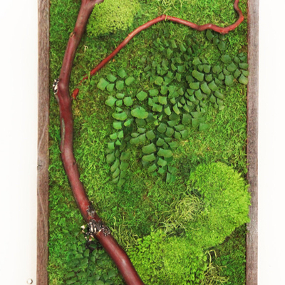  苔藓植物墙贴图 