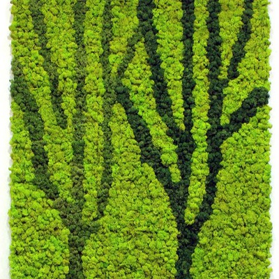  苔藓植物墙贴图 