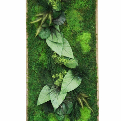  苔藓植物墙贴图 