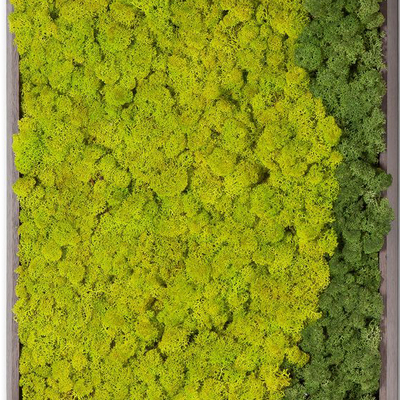  苔藓植物墙贴图 