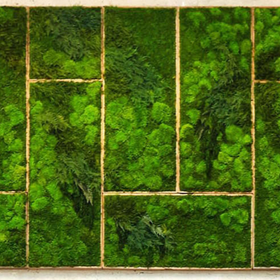  苔藓植物墙贴图 