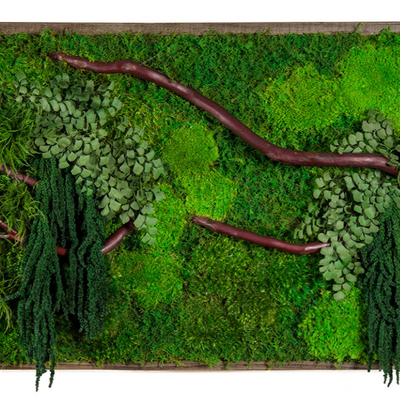  苔藓植物墙贴图 