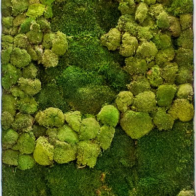  苔藓植物墙贴图 