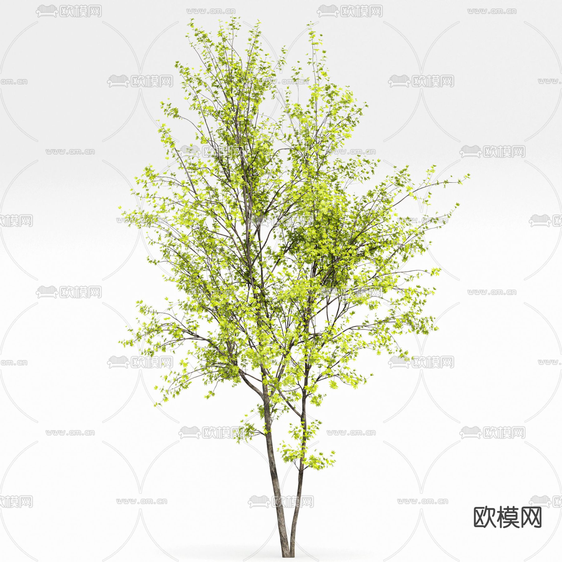 枫树 景观树 乔木su模型下载（渲染图4）