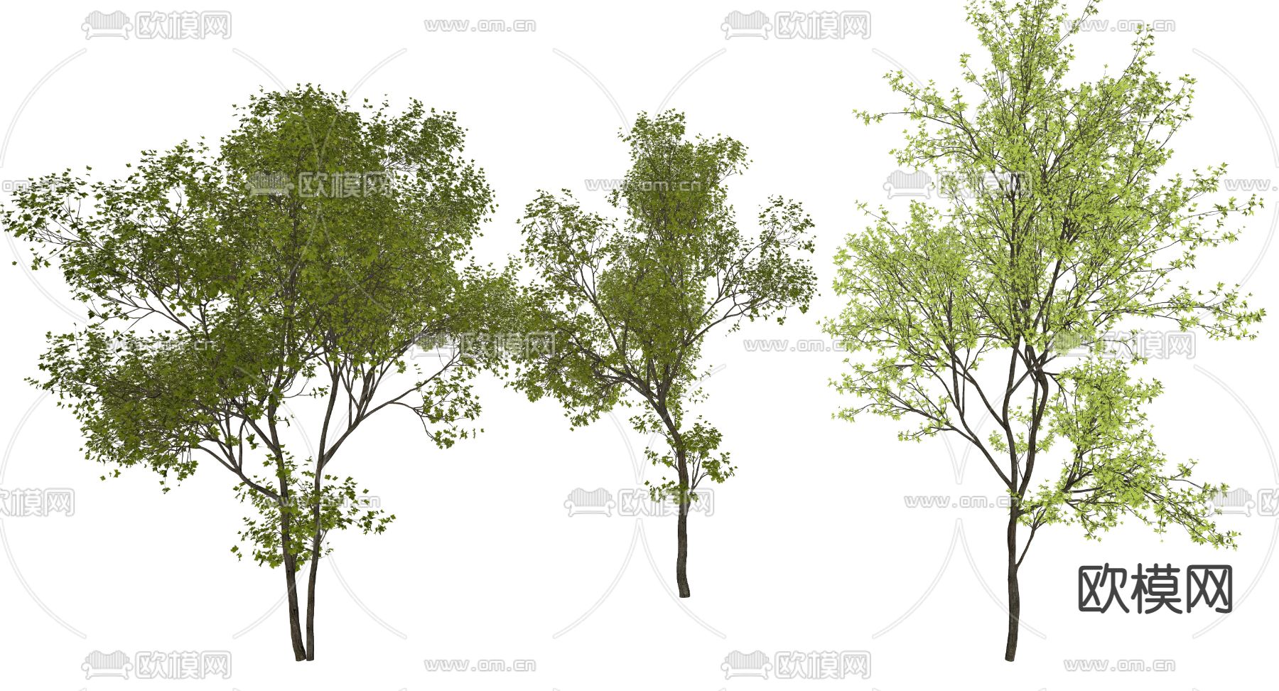 枫树 景观树 乔木su模型下载（渲染图6）