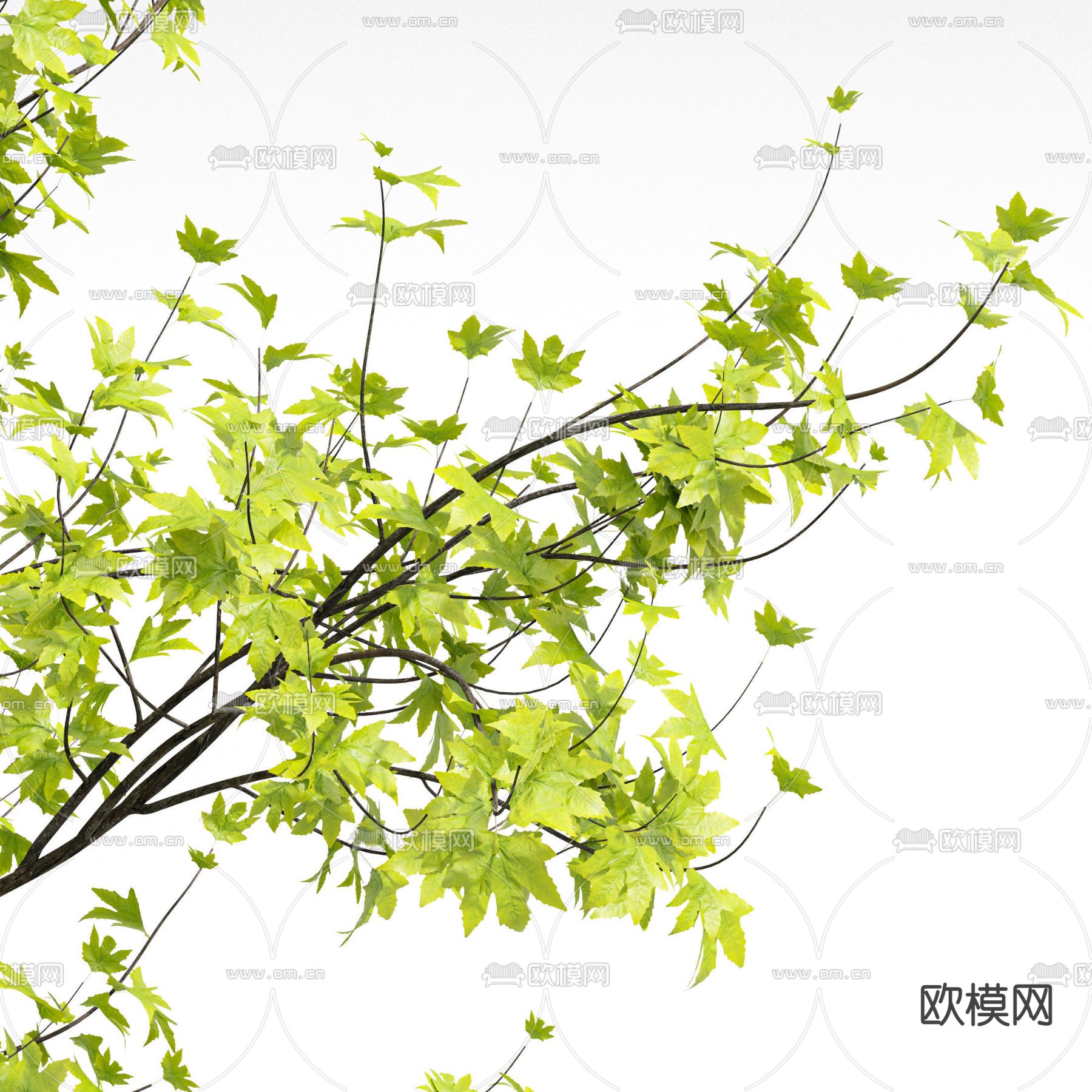 枫树 景观树 乔木su模型下载（渲染图2）