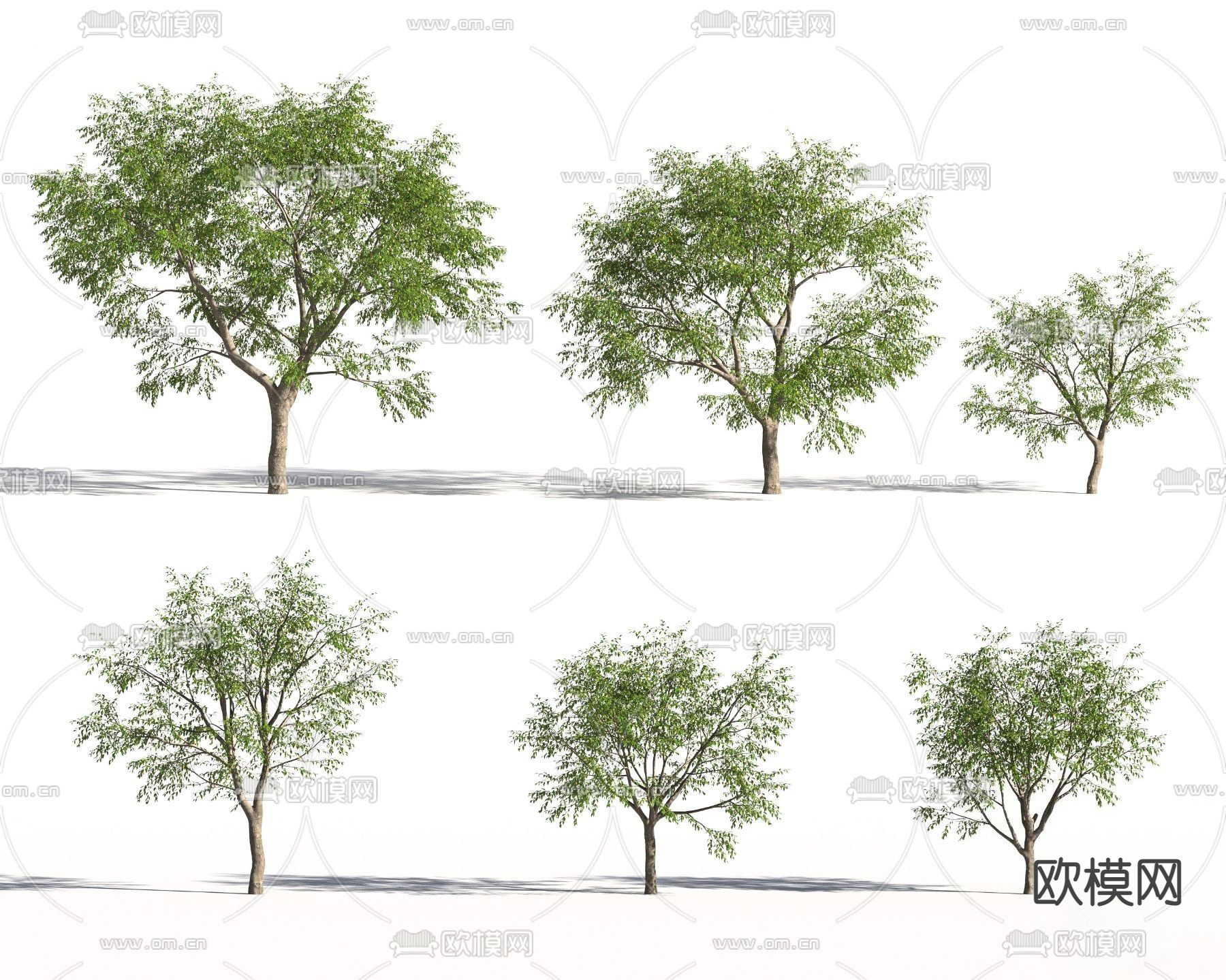 现代枣树 景观树 乔木su模型下载（渲染图1）