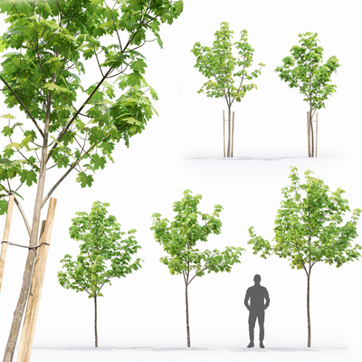  现代枫树su模型 