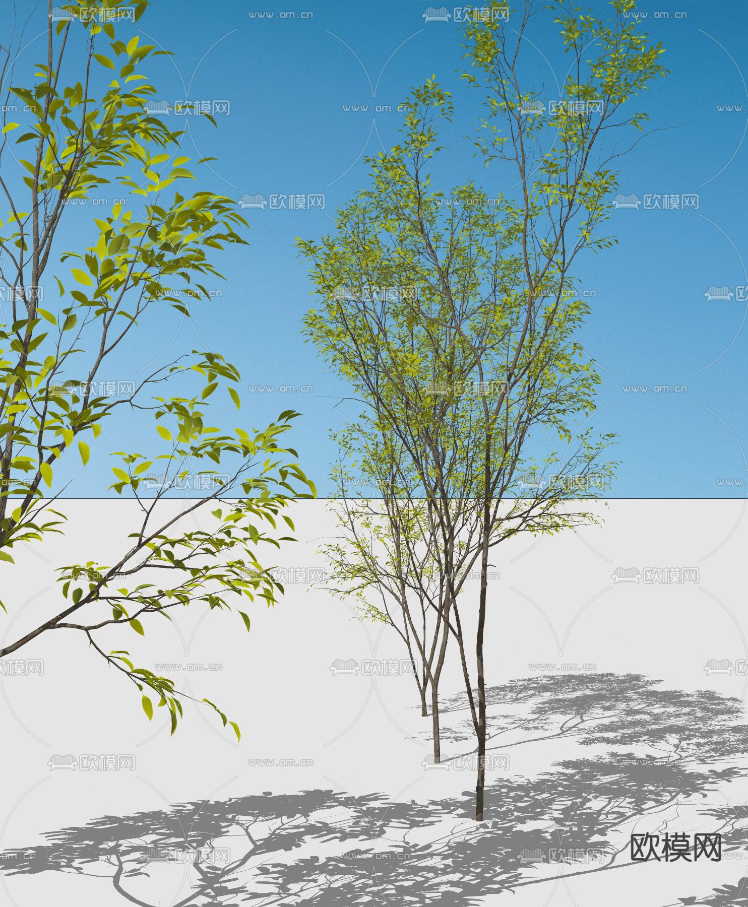 樱桃树 景观树 乔木su模型下载（渲染图2）