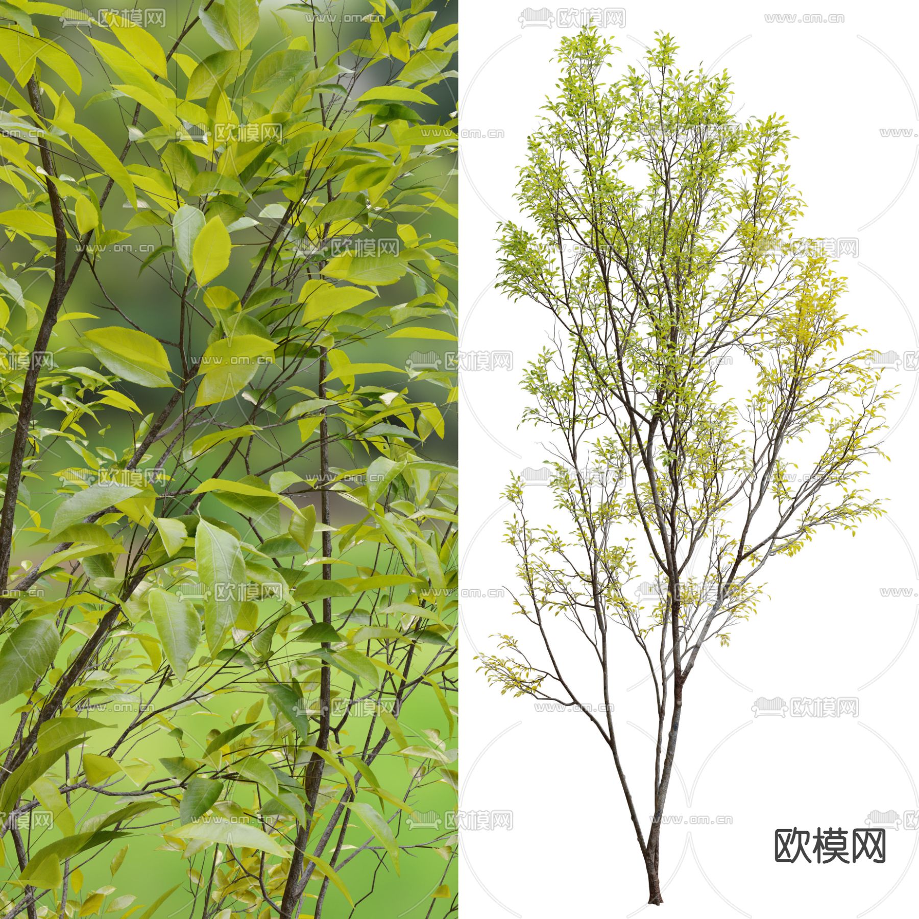 樱桃树 景观树 乔木su模型下载（渲染图1）