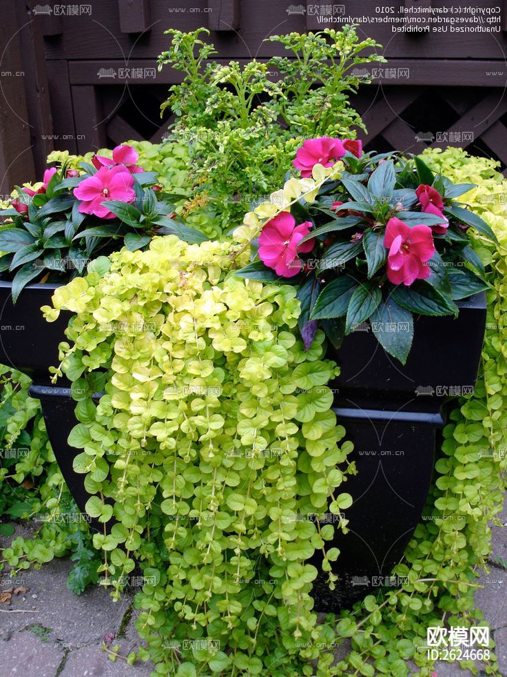 植物墙贴图下载