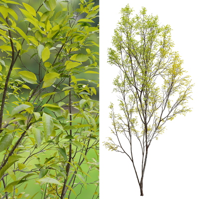  樱桃树 景观树 乔木su模型 