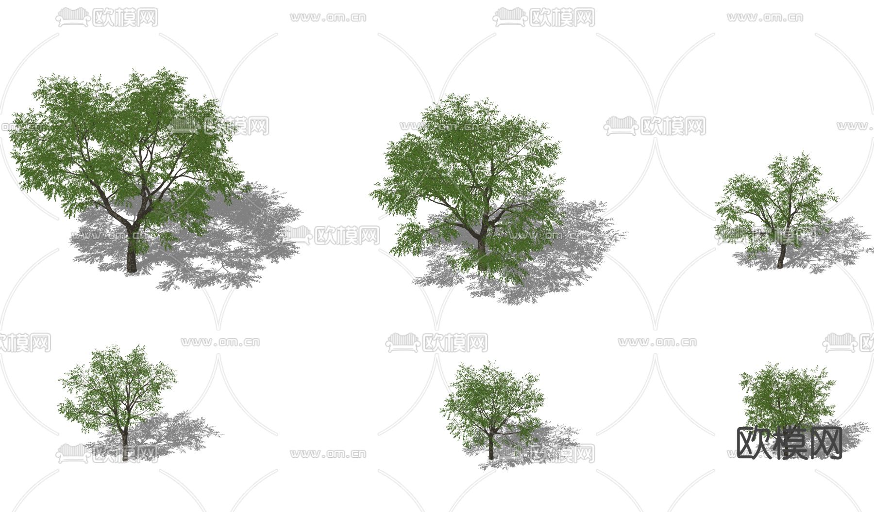现代枣树 景观树 乔木su模型下载（渲染图2）
