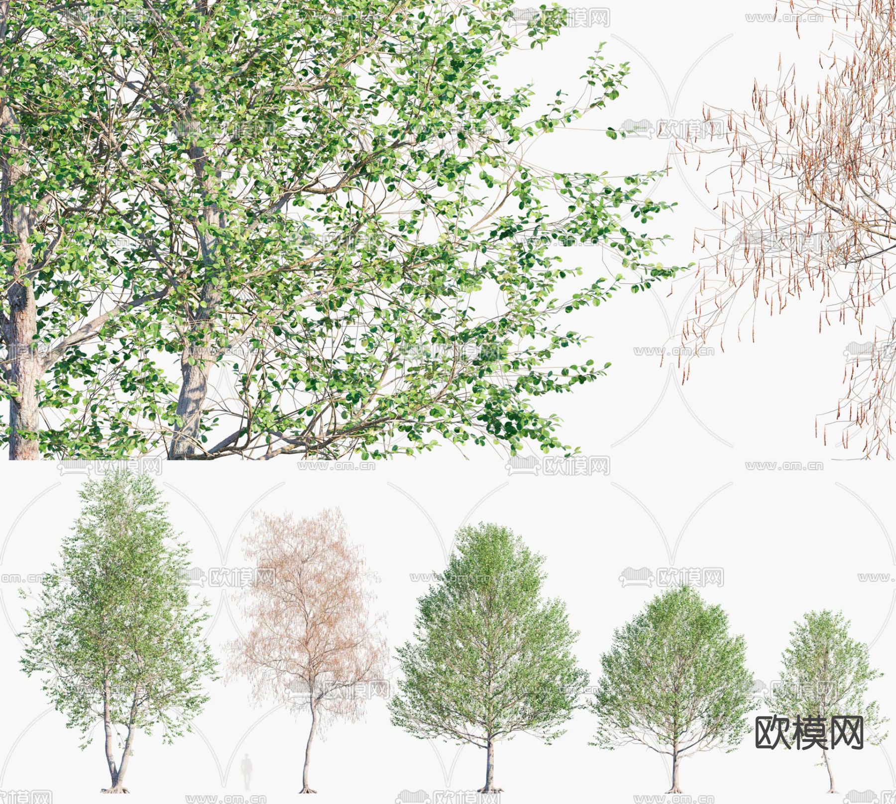 乔木 景观树su模型下载（渲染图1）