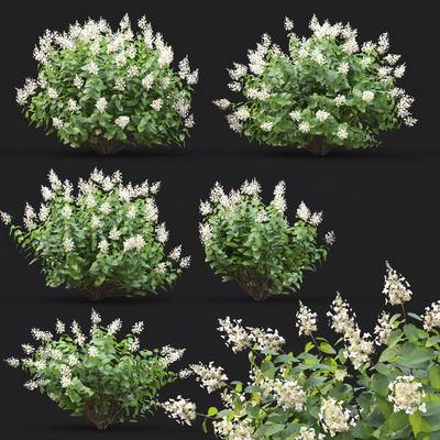  绣球花草 花卉 灌木丛su模型 