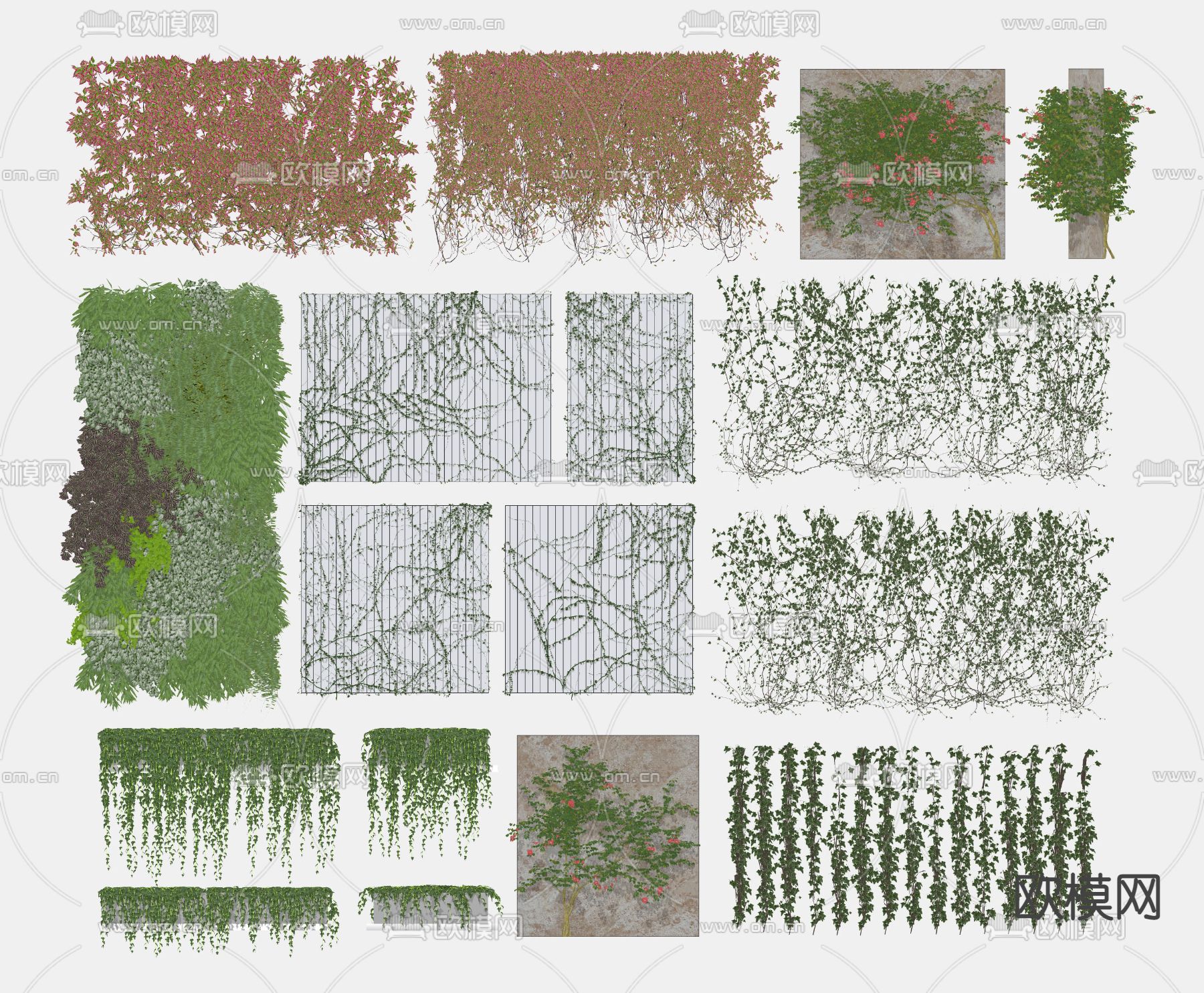 爬山虎 爬藤 藤蔓su模型下载（渲染图2）