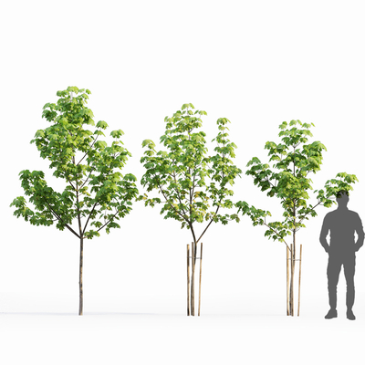  鸡爪槭 枫树 景观树su模型 