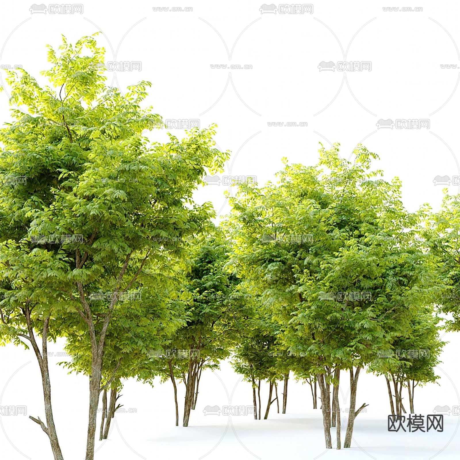 乔木 景观树su模型下载（渲染图1）