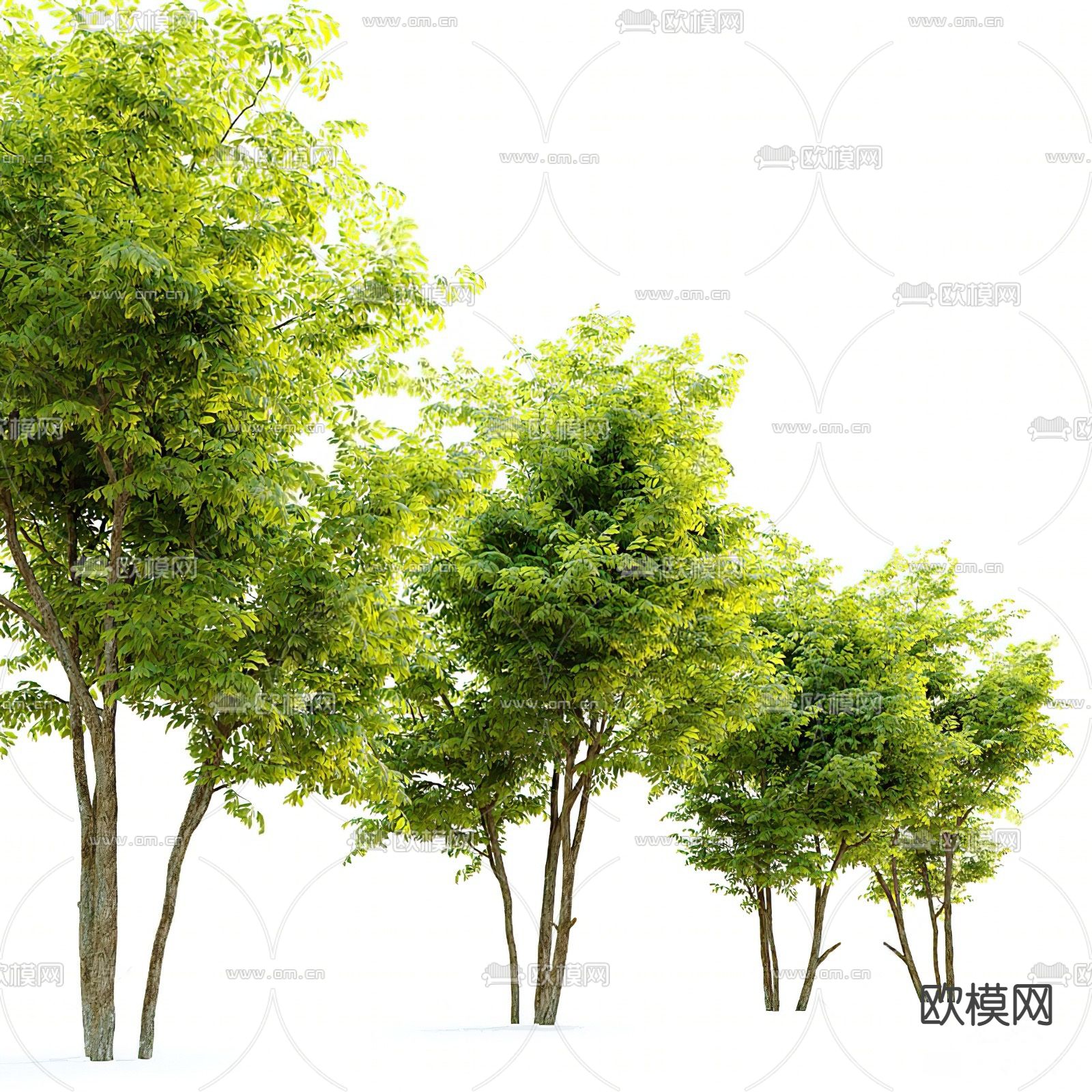 乔木 景观树su模型下载（渲染图2）