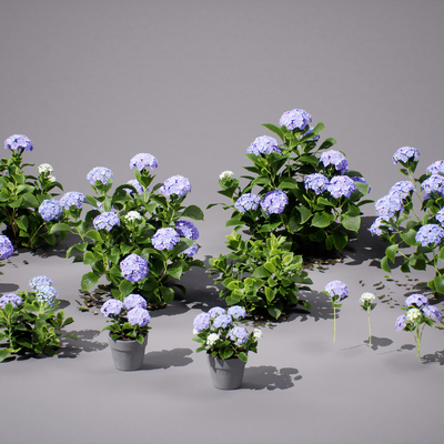  绿植花丛  大叶绣球花 花草su模型 