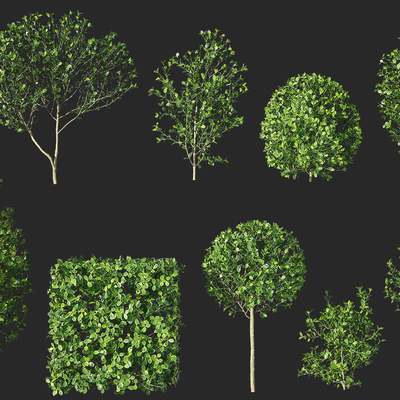  灌木 景观树su模型 