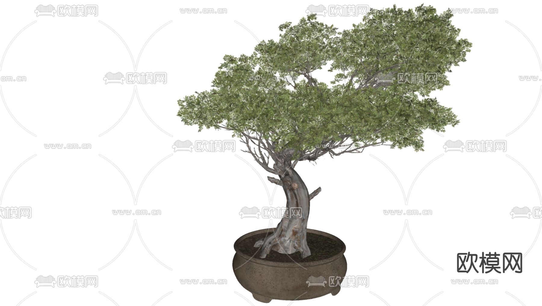 松树盆栽 盆景su模型下载（渲染图2）