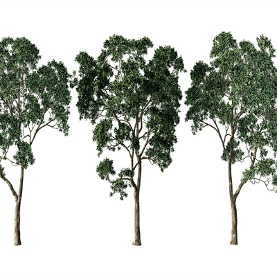  景观树 树木 大树su模型 