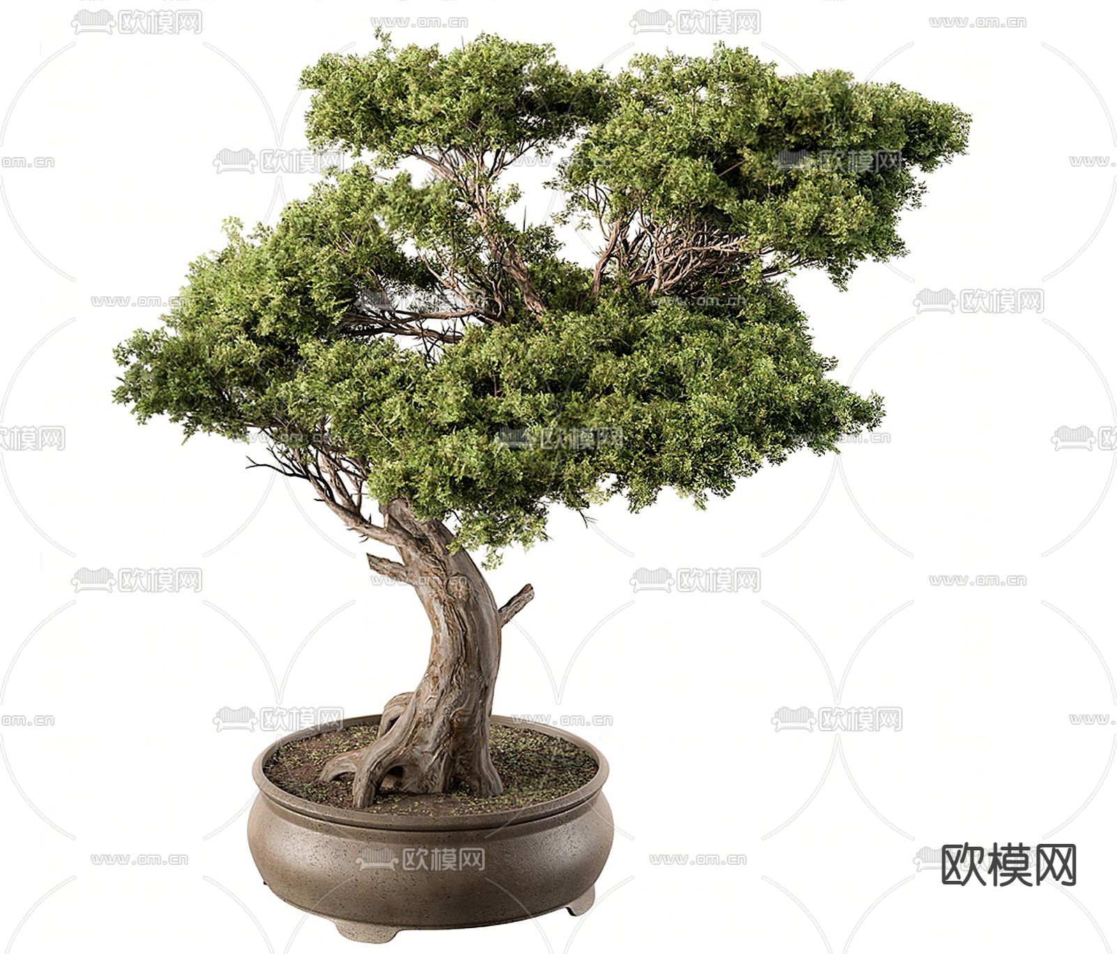 松树盆栽 盆景su模型下载（渲染图1）