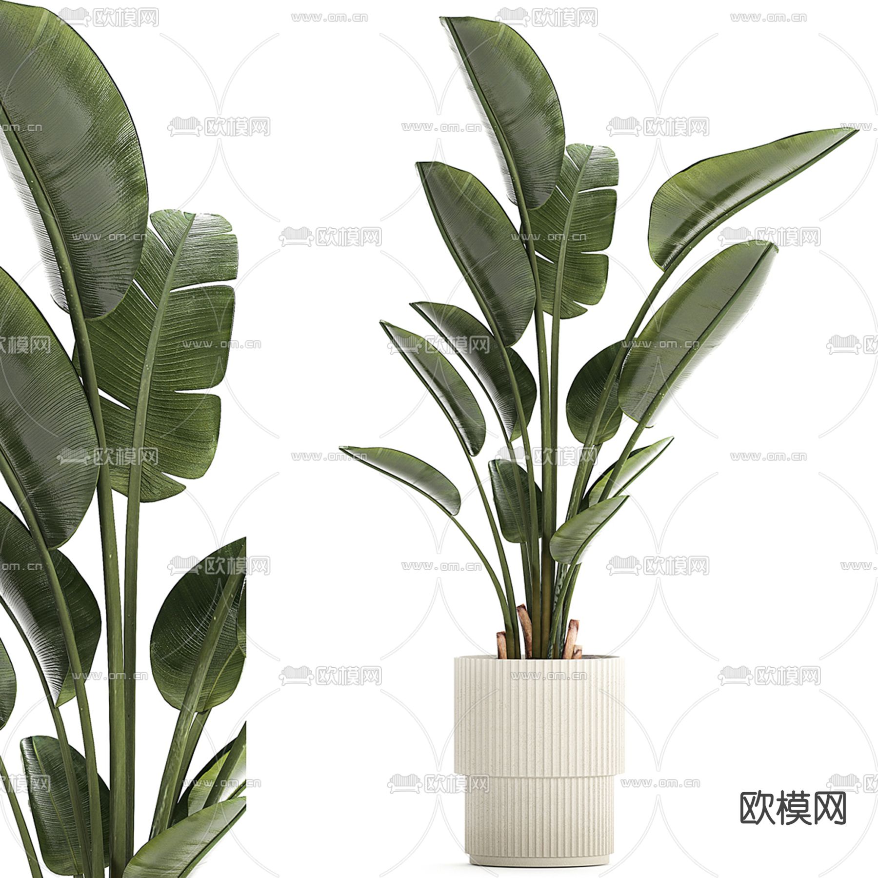 绿植盆栽 盆景3d模型下载（渲染图3）