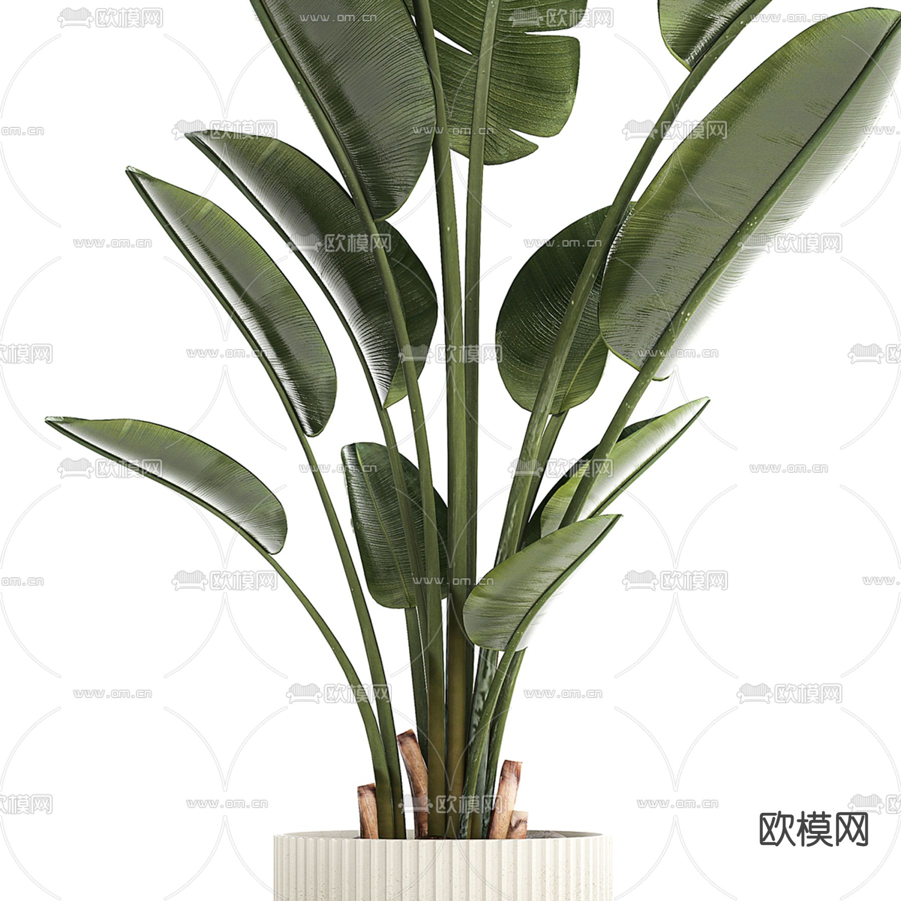 绿植盆栽 盆景3d模型下载（渲染图2）