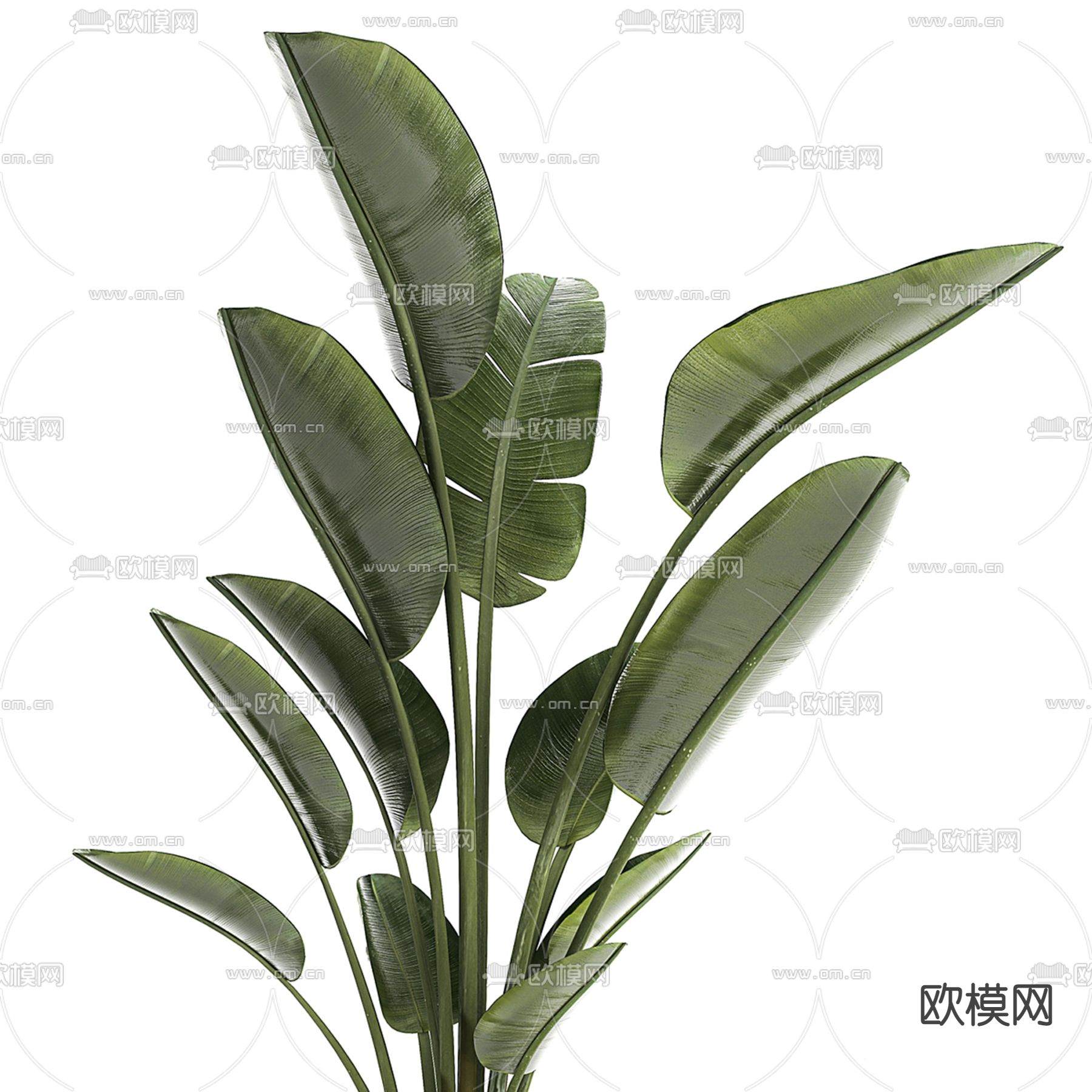 绿植盆栽 盆景3d模型下载（渲染图1）