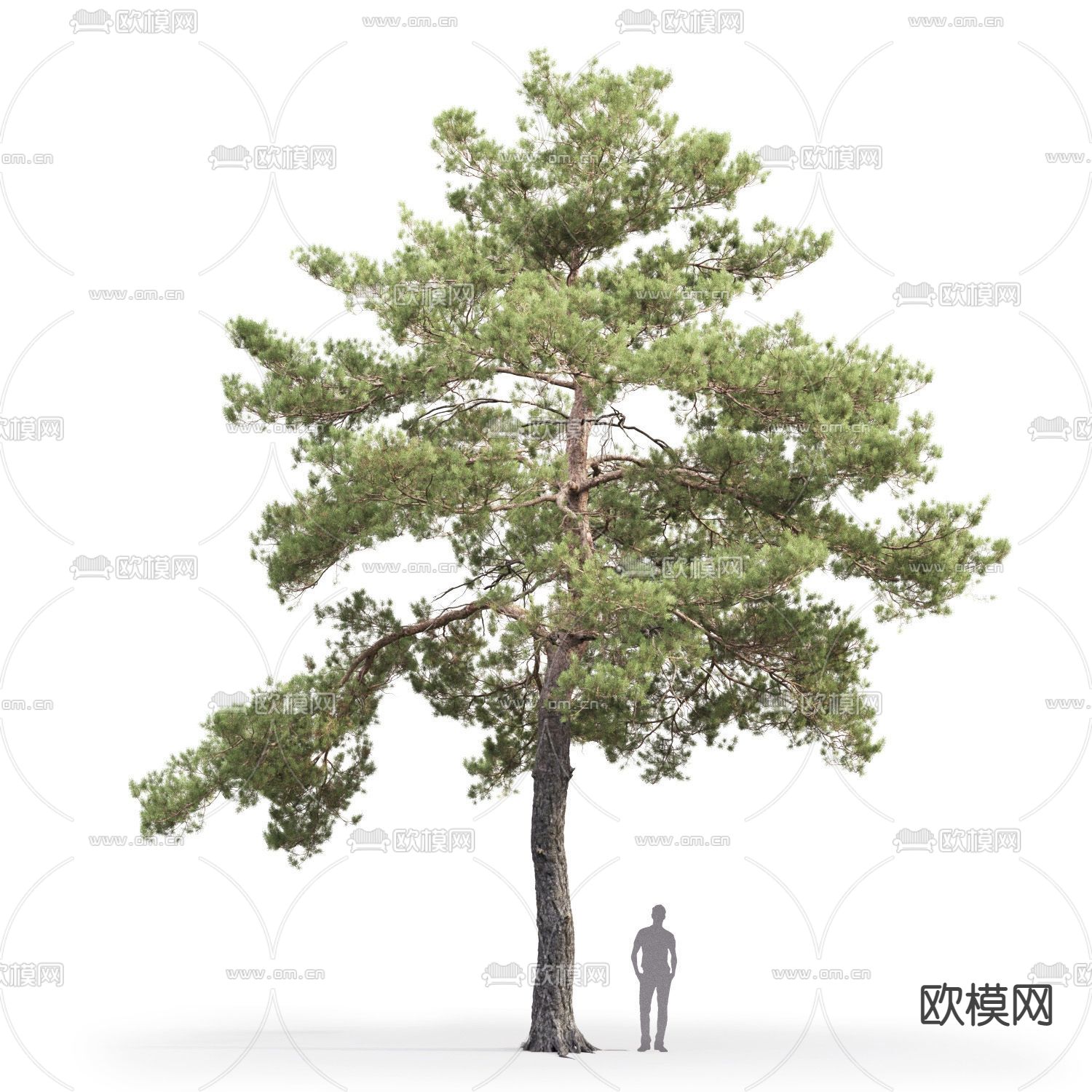 松树 景观树 大树3d模型下载（渲染图2）