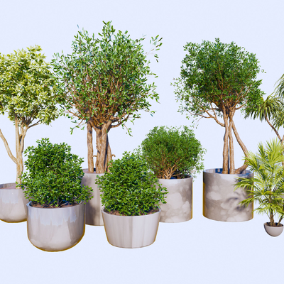 盆栽 盆景su模型