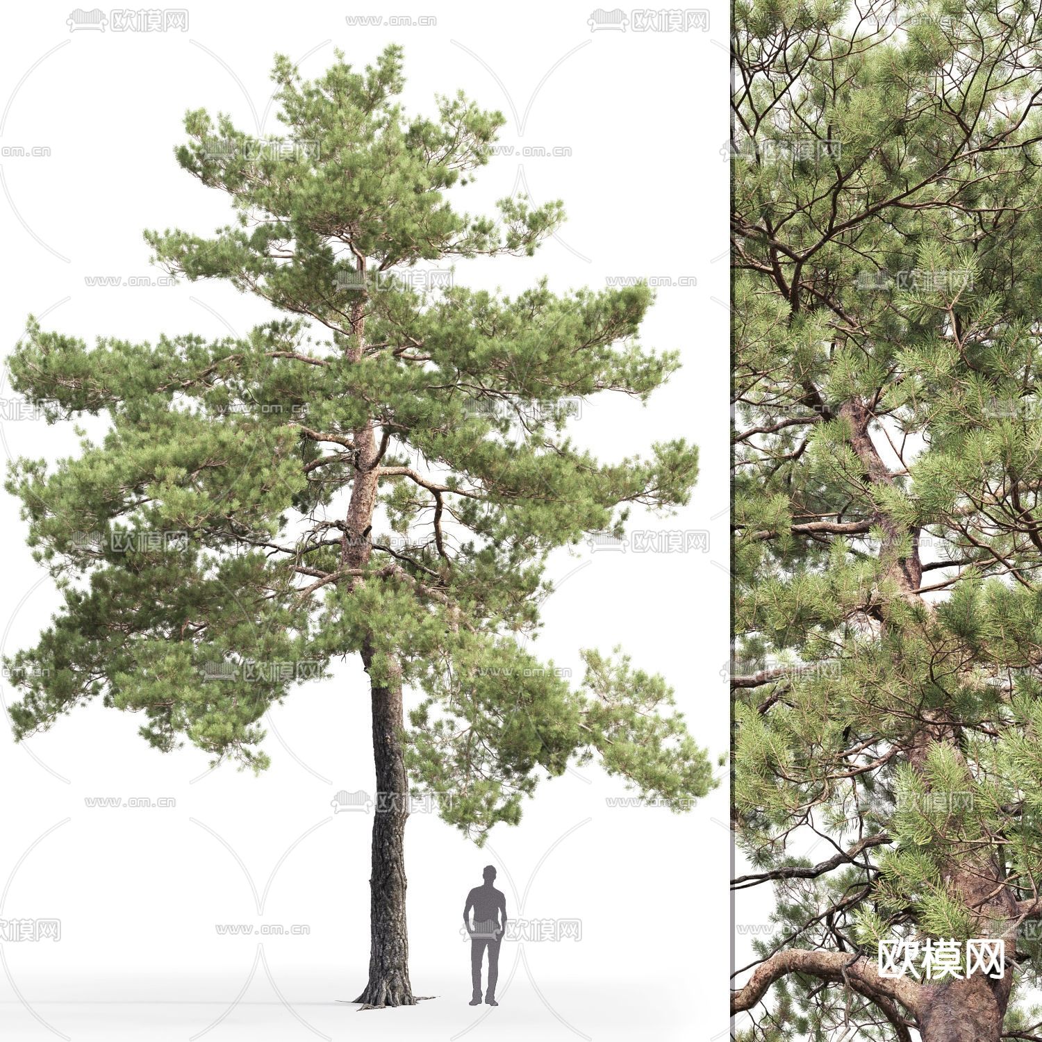 松树 景观树 大树3d模型下载（渲染图3）